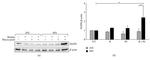 beta Actin Antibody in Western Blot (WB)