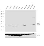 BDNF Antibody