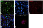 BDNF Antibody in Immunocytochemistry (ICC/IF)