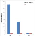 NFkB p65 Antibody in ChIP Assay (ChIP)