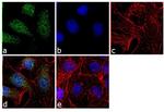 PSMA5 Antibody in Immunocytochemistry (ICC/IF)