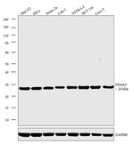 PSMA5 Antibody in Western Blot (WB)