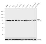 KIF3A Antibody in Western Blot (WB)