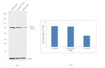 KIF3A Antibody in Western Blot (WB)