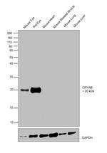 CRYAB Antibody in Western Blot (WB)