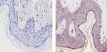 THRA Antibody in Immunohistochemistry (Paraffin) (IHC (P))