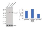 XPB Antibody in Western Blot (WB)