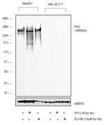 Fibronectin Antibody