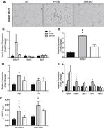 UCP1 Antibody in Immunohistochemistry (Paraffin) (IHC (P))