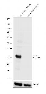 UCP1 Antibody