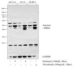 Aurora A Antibody