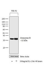 Granzyme B Antibody in Western Blot (WB)