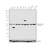 gamma Tubulin Antibody in Western Blot (WB)