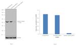 gamma Tubulin Antibody