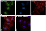 Phospho-DNA-PK (Thr2609) Antibody in Immunocytochemistry (ICC/IF)