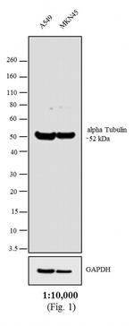 Rat IgG Fc Secondary Antibody in Western Blot (WB)