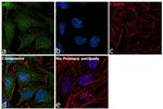 SET Antibody in Immunocytochemistry (ICC/IF)