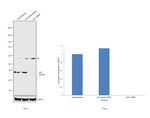 SET Antibody in Western Blot (WB)