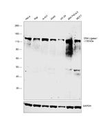 DNA Ligase I Antibody in Western Blot (WB)