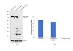 DNA Ligase I Antibody in Western Blot (WB)