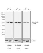 Rat IgG (H+L) Secondary Antibody in Western Blot (WB)