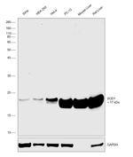 SOD1 Antibody in Western Blot (WB)