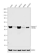 Caspase 2 Antibody in Western Blot (WB)