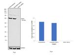 DDX5 Antibody in Western Blot (WB)