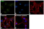 LIMK1 Antibody in Immunocytochemistry (ICC/IF)