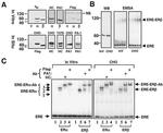 Estrogen Receptor beta Antibody in Western Blot, Gel Shift (WB, GS)