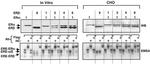 Estrogen Receptor beta Antibody in Western Blot, Gel Shift (WB, GS)