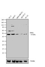 ESRRA Antibody in Western Blot (WB)