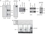 OGG1 Antibody in Western Blot, Immunoprecipitation (WB, IP)