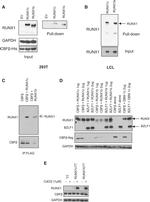 CBF beta Antibody in Western Blot (WB)