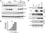 CBF beta Antibody in Western Blot (WB)