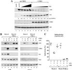 CBF beta Antibody in Western Blot (WB)