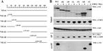 CBF beta Antibody in Western Blot (WB)