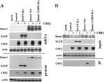 CBF beta Antibody in Western Blot (WB)