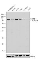 FGFR2 Antibody in Western Blot (WB)