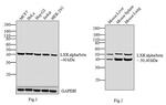 LXR alpha/beta Antibody in Western Blot (WB)