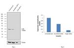 LXR alpha/beta Antibody in Western Blot (WB)