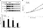 SREBP1 Antibody in Western Blot (WB)