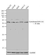 CYP1A1 Antibody in Western Blot (WB)