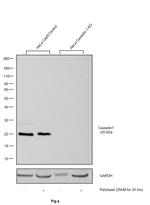 Caveolin 1 Antibody in Western Blot (WB)