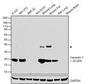 Caveolin 1 Antibody