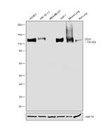 CD31 Antibody in Western Blot (WB)