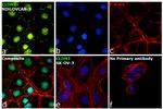 Claudin 3 Antibody in Immunocytochemistry (ICC/IF)