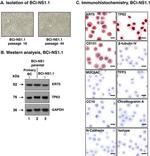 Cytokeratin 5 Antibody in Western Blot (WB)