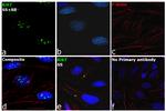 Ki-67 Antibody in Immunocytochemistry (ICC/IF)