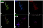 PAX5 Antibody in Immunocytochemistry (ICC/IF)